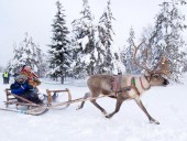 Reindeer ride